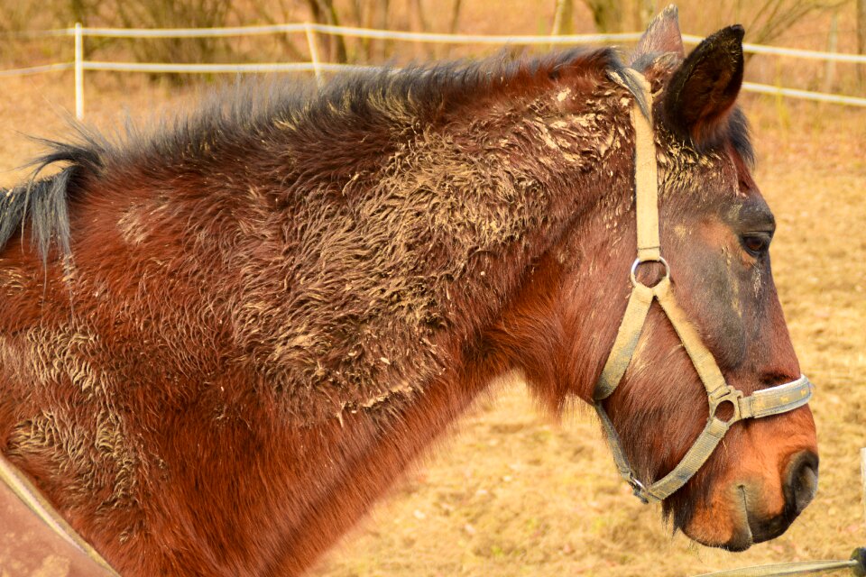 Animal brown horse animal world