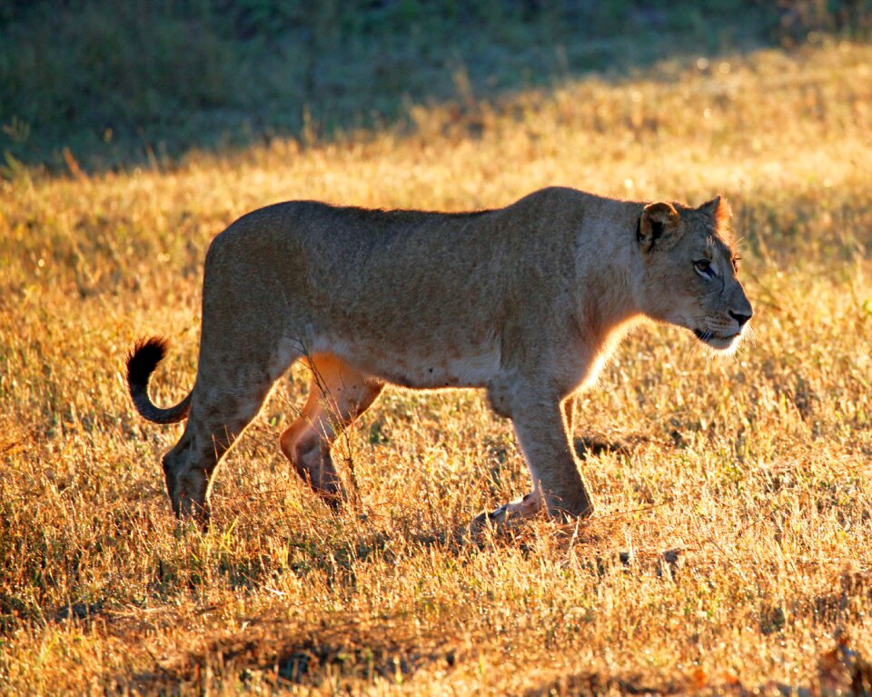 Sand lioness nature