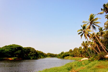Kerala water palm photo
