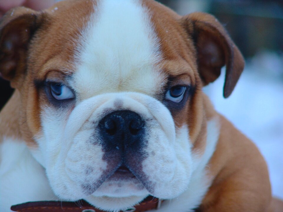 Bulldog beautiful purebred