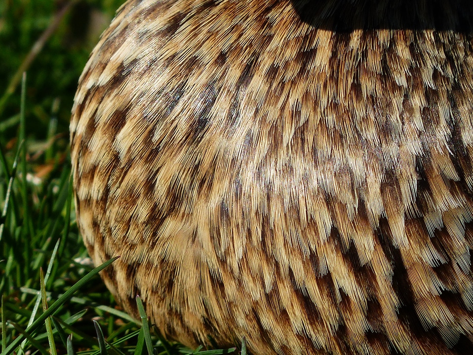 Plumage brown brownish