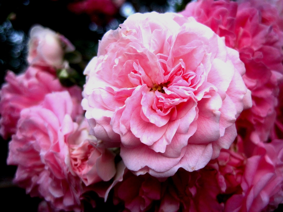 Soft petals delicate