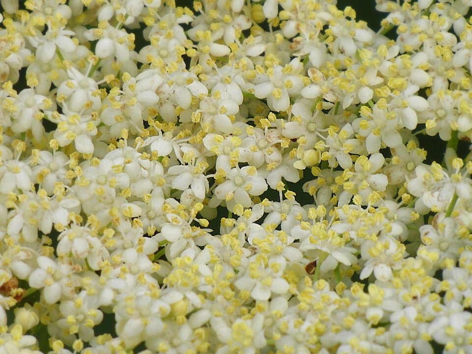 Bloom nature holler