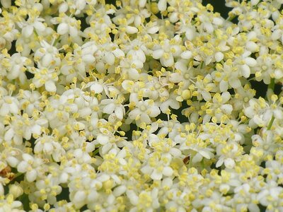 Bloom nature holler