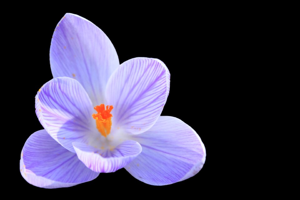 Bloom spring crocus harbinger of spring