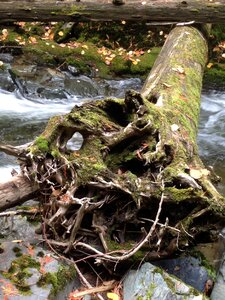 Stump fallen log photo