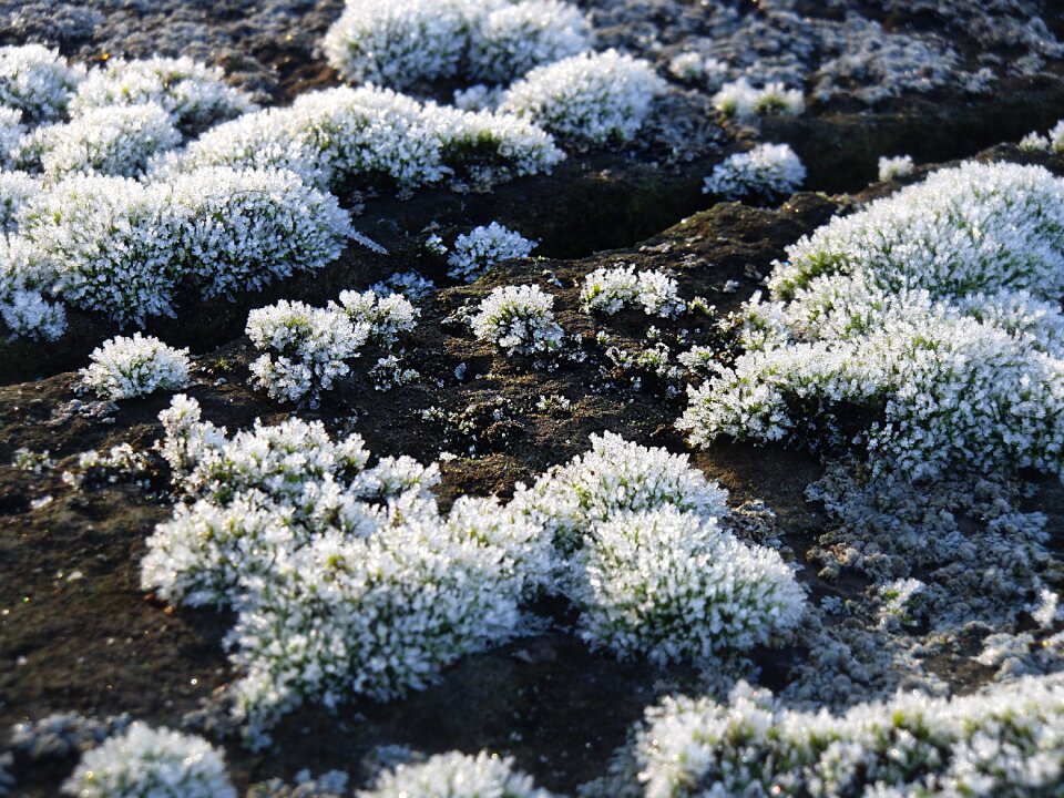 Hoarfrost frozen cold