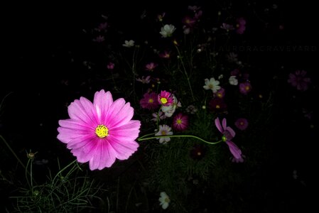Flower night aurora cemetery