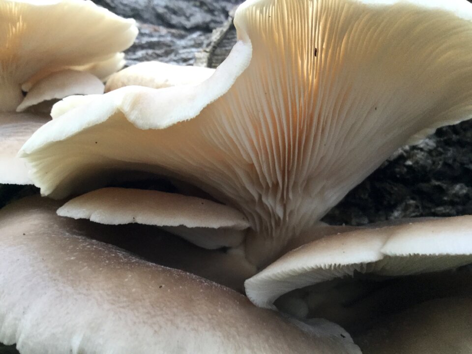 Fungus nature