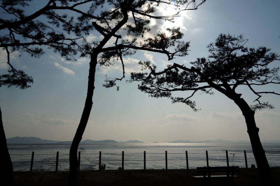 Ganghwado wood sea