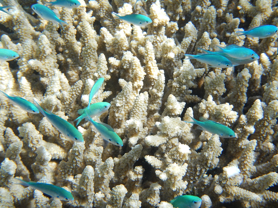 Underwater water ocean