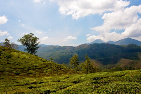 Plantation cultivation terraces tea harvest photo