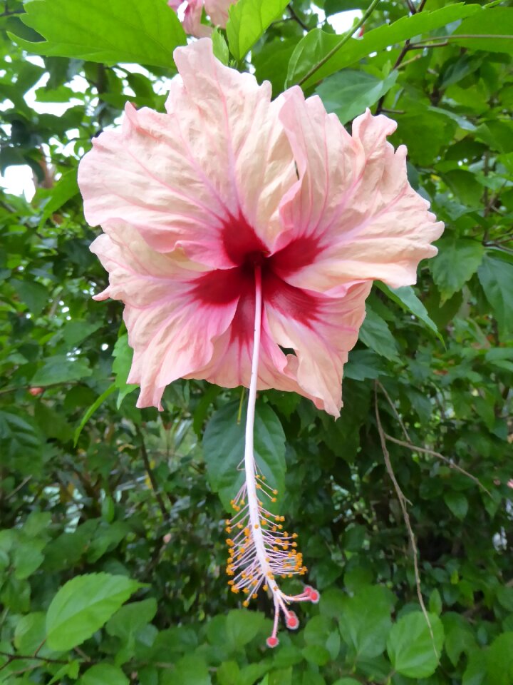 Flowers nature plants