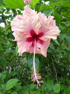 Flowers nature plants
