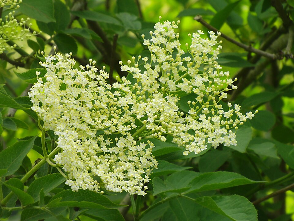 Bush holder bush sambucus nigra