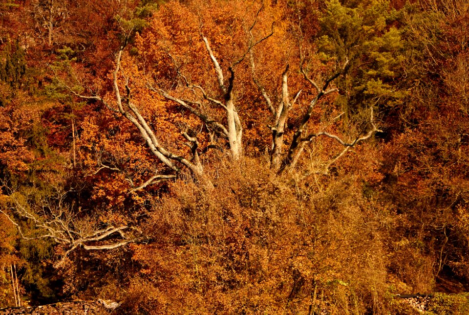 Autumn light fall foliage autumn colours