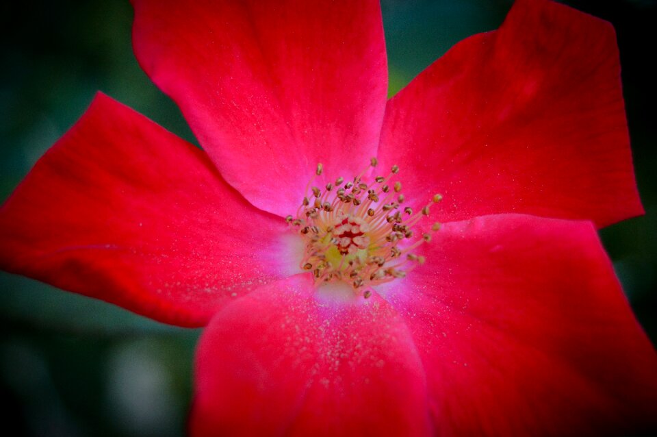 Garden spring nature