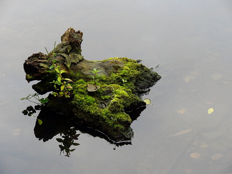 Silent nature mystical