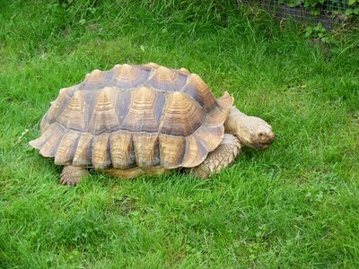 Nature shell slow