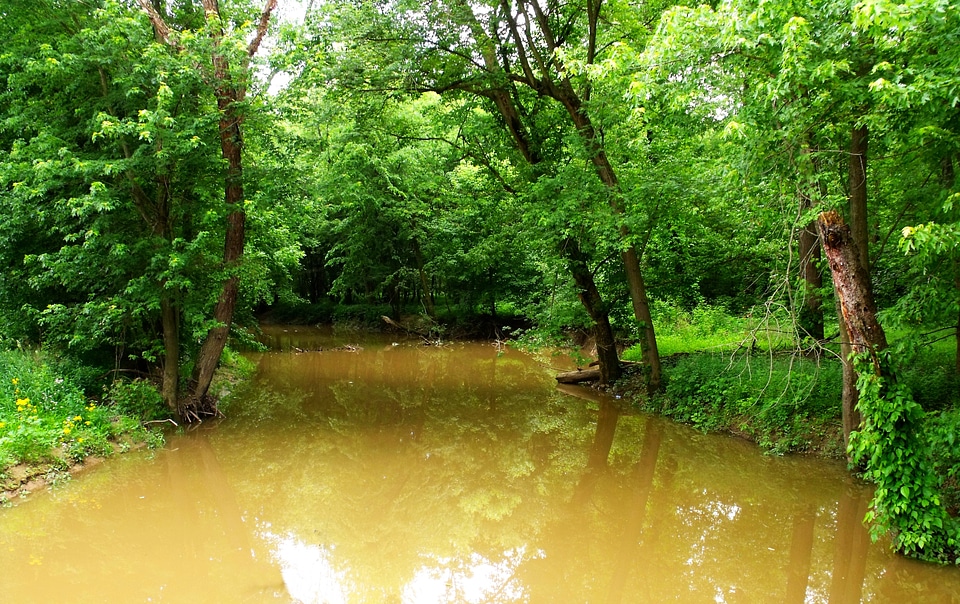 Trees green water