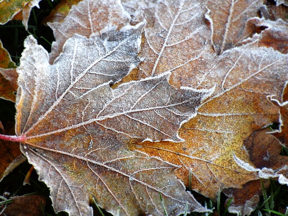 Winter maple leaf cold