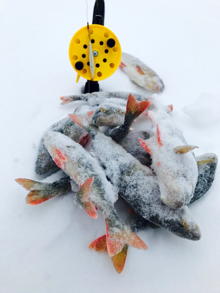 Winter fish perch