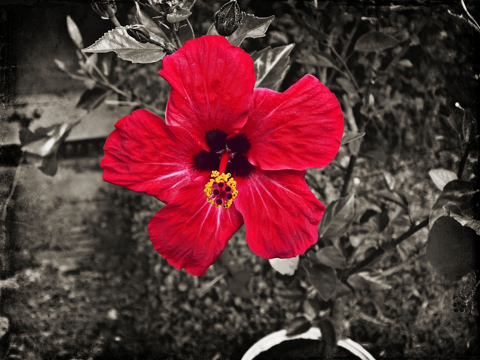 Flower red flowering