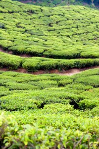 Plantation cultivation terraces tea harvest photo