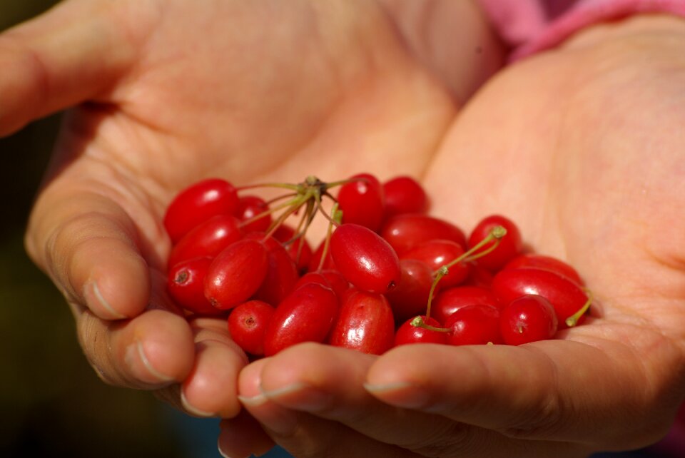 Fruit hands red