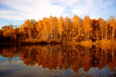 Brown sun trees