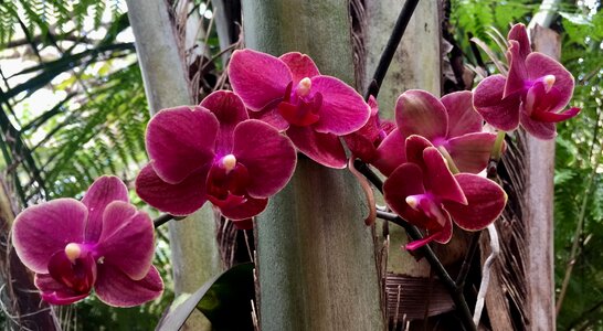 Plant tropical bloom