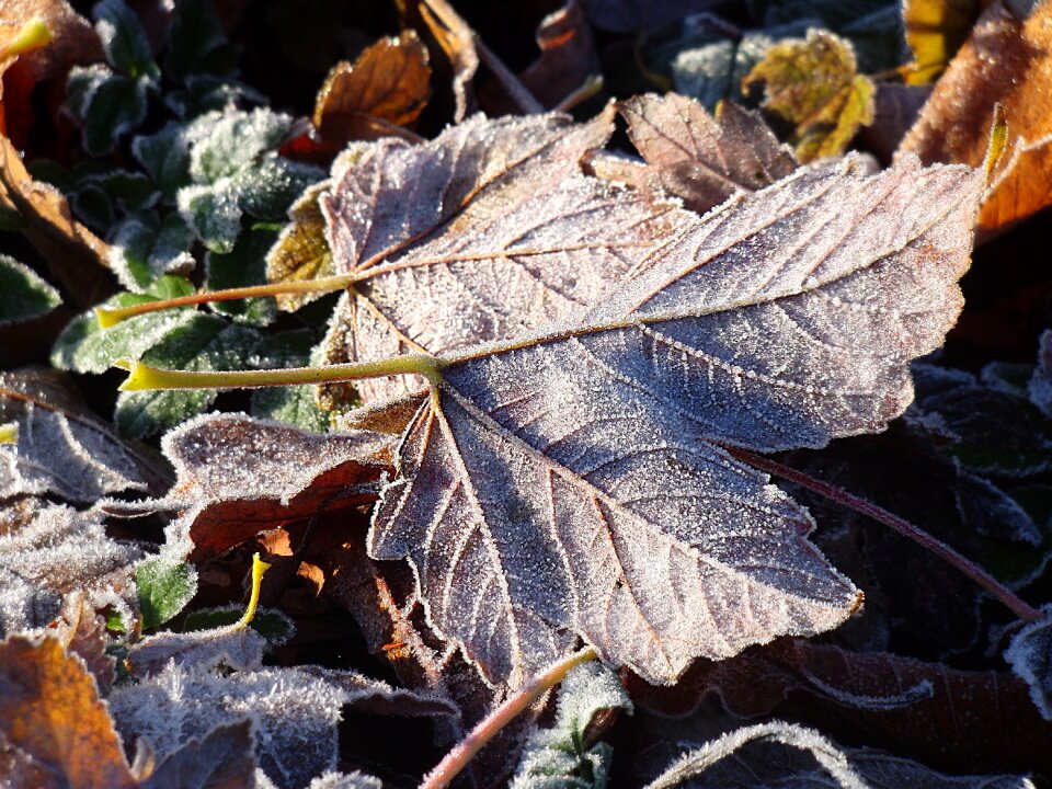 Leaf cold nature