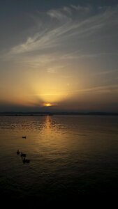 Lake balaton sunset mallards