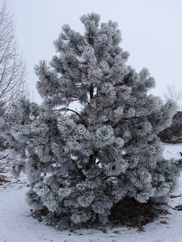 Wintry tree cold