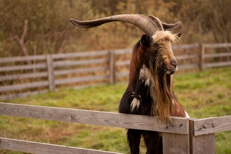 Goat buck animal horns photo