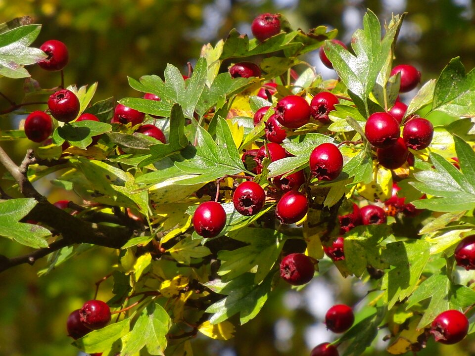 Autumn fruit medicinal plant berries