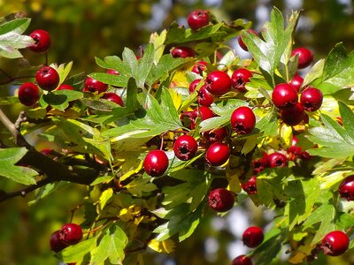 Autumn fruit medicinal plant berries photo