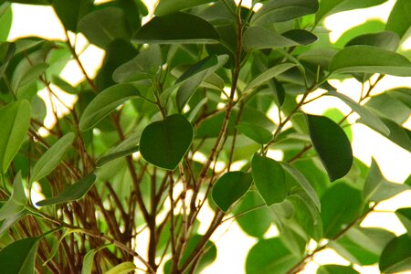 Close up leaf nature