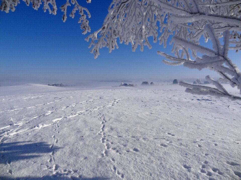 Ripe tree frost photo