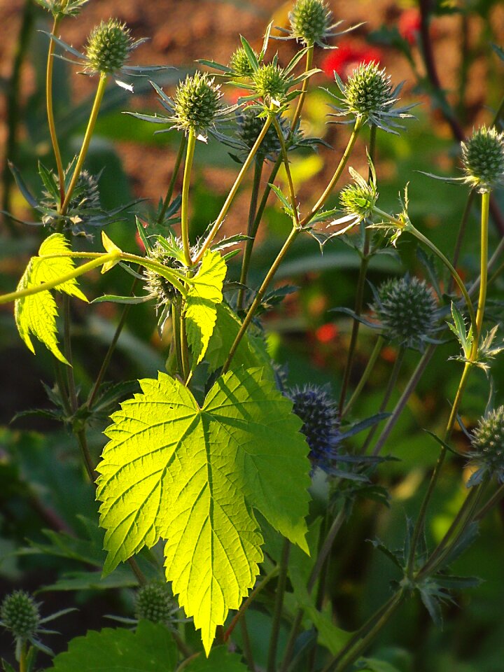 Plant summer prickly photo