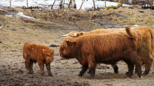Scottish høylansdfe northern norway calm animals