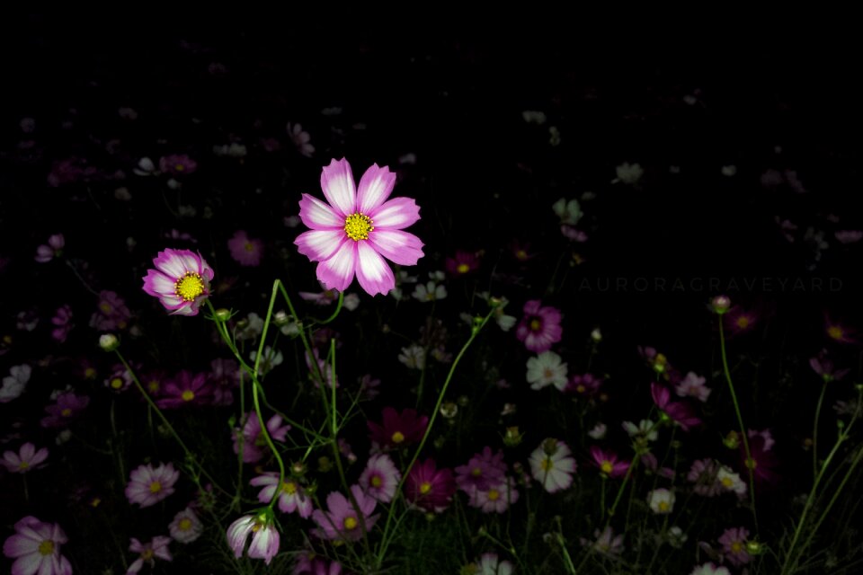Flower night aurora cemetery