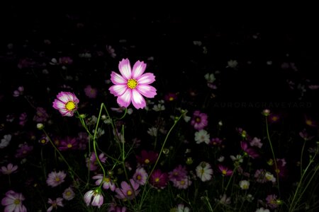 Flower night aurora cemetery