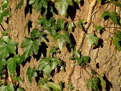 Log climber plant nature