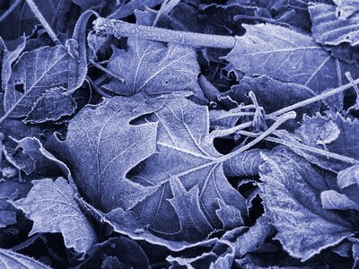 Frozen leaf cold photo
