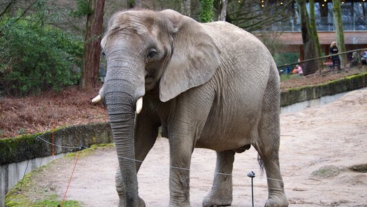 Elephant zoo wuppertal photo