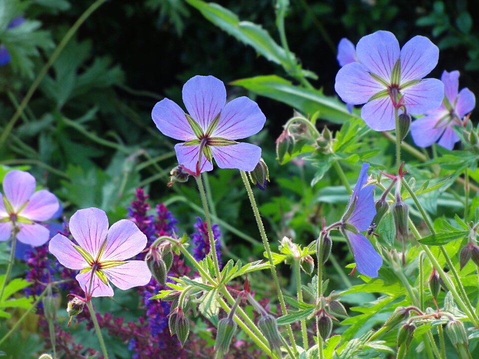 Blue nature garden