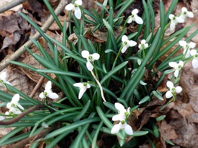 Nature flower white