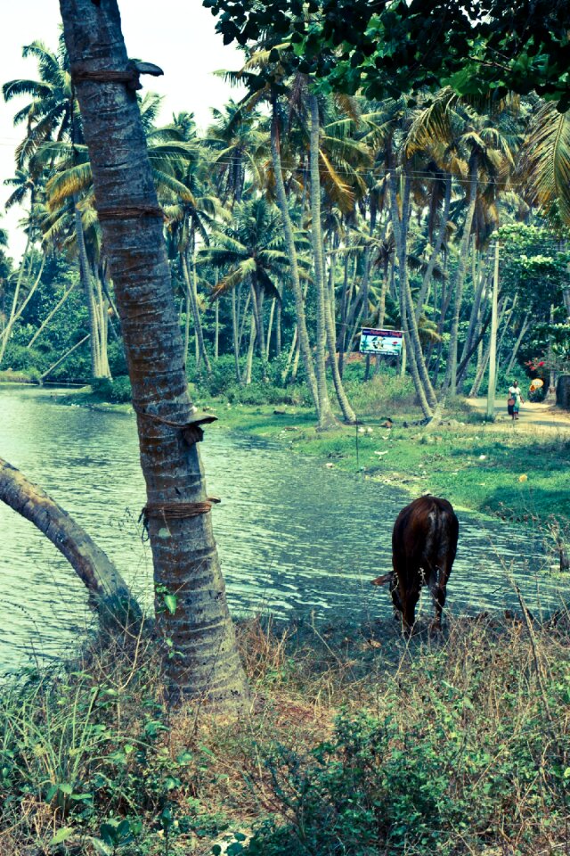 India kerala cow