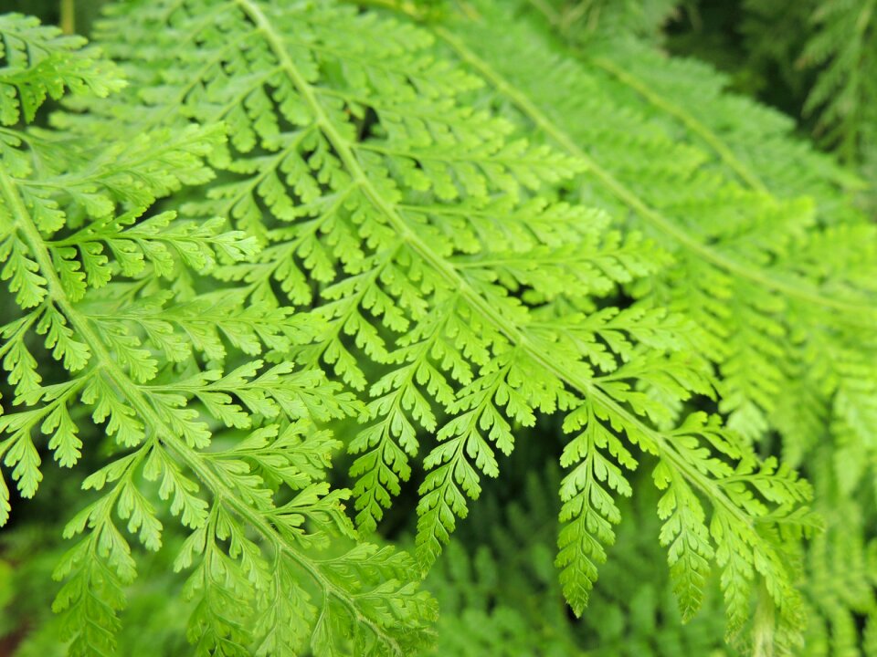 Green leaves green plant